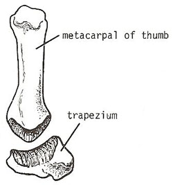 saddle joint: carpometacarpal joint