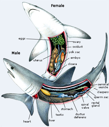 shark_anatomy.jpg