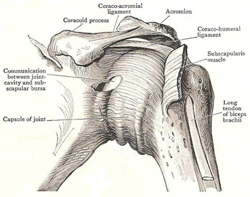 front of left shoulder joint