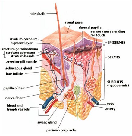 structure of skin