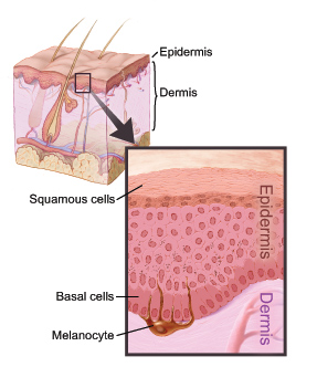epidermis and dermis