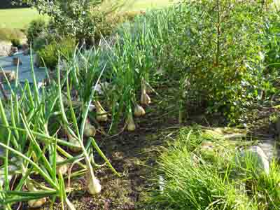 Onions at the SEER Centre, Perthshire, Scotland