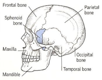 sphenoid bone