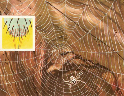 The web of a garden spider and enlarged view of a spinneret