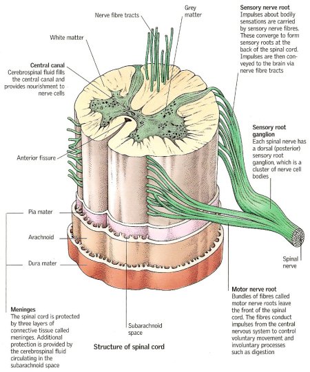 segments of spinal cord. spinal cord