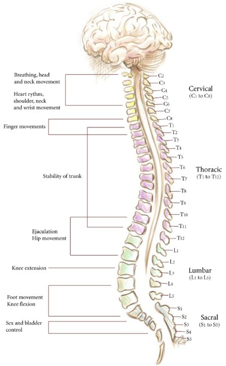 effects of injuries to the spinal cord