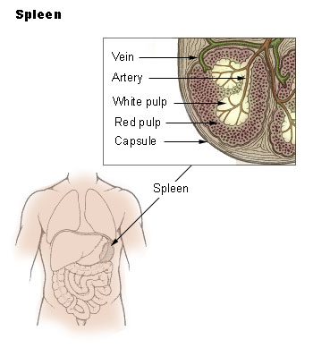 Spleen Damage