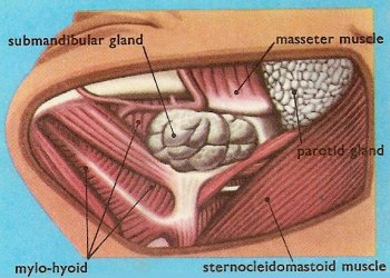 submandibular gland