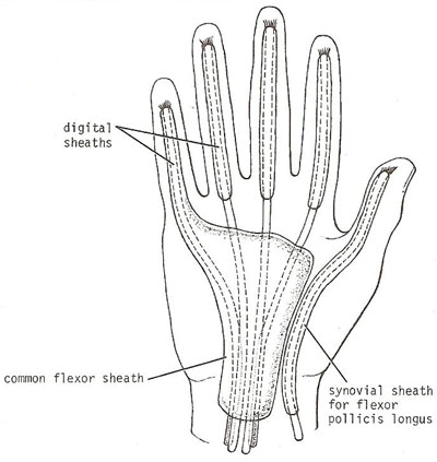 Synovial sheaths around the long tendons of 
              the fingers