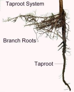 tap-root system