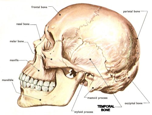 temporal bone