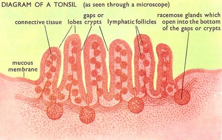 cross-sectional diagram of a tonsil
