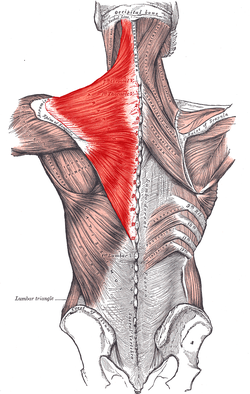 trapezius from Gray's