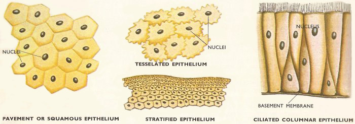 types of epithelium