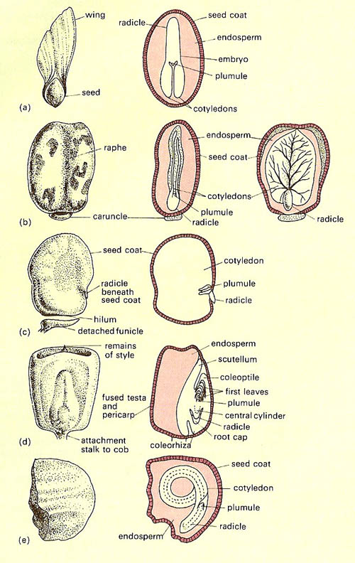 types of seed