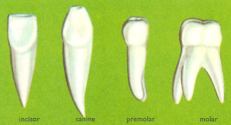 Types of adult teeth