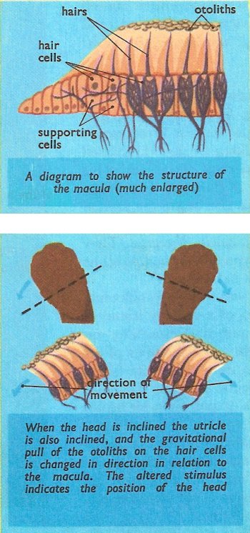 utricle and macula