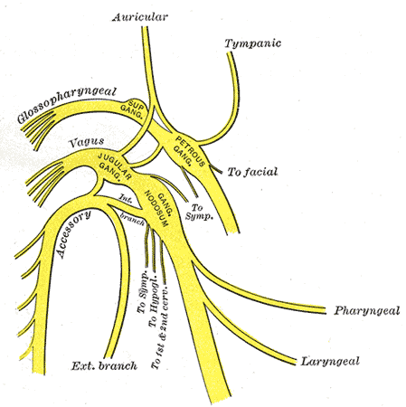 Vagus Nerve Anatomy. vagus nerve