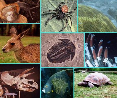 Various organisms, extant and extinct