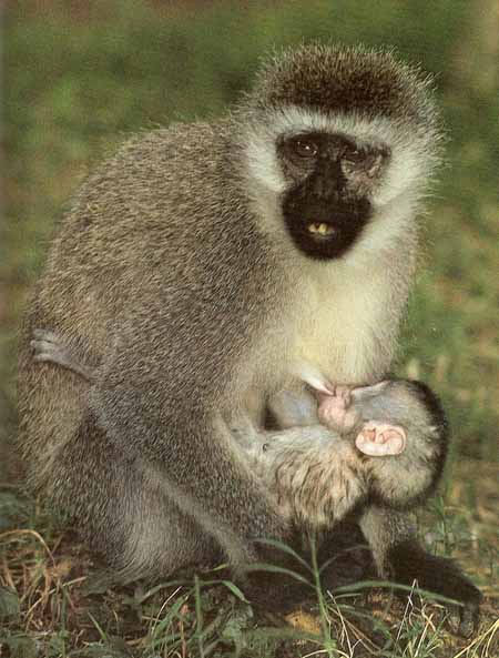 vervet monkey and baby