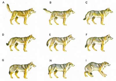 Wolves, like humans, form integrated social groups and have a flexible communication system to express both emotions and status within the hierarchy of the family pack.