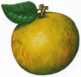 The apple is one of the most important, widely cultivated fruits grown in temperate climates. Shown here is the Cox's Orange Pippin, an eating apple that is widely popular.