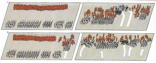 Alexander placed the phalanx at the center of his battle order (A). Fighting was initiated on the extreme right (B). At the right moment Alexander would lead his companions, supported by the household infantry, in a charge that penetrated the gap in the enemy line (C). As the enemy ranks broke, he wheeled his companions to take the flank to relieve the left and center of his army. As the enemy retreated, he pressed home his advantage with his full force (D).