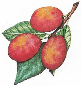 The plum (Prunus domestica) is a hybrid of two other fruits, the cherry plum and the sloe. The various varieties that have been derived from it are the mainstay of he plum and prune industries of the world.
