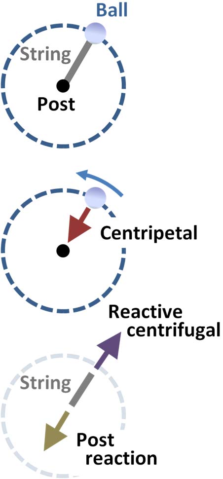 A ball in circular motion held by a string tied to a fixed post.
