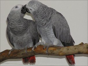 African gray parrots