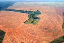 deforestation in the Amazon region