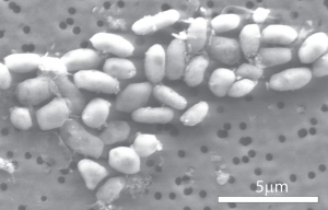 GFAJ-1 bacteria