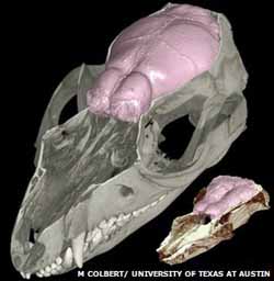 Hadrocodium brain (right)