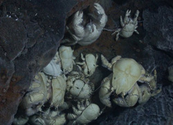 Hoff crabs