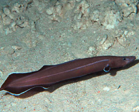Protoanguilla palau