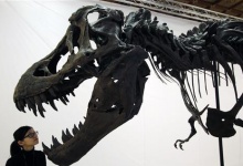 T. Rex skeleton