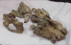 Suspected skull of Ugandapithecus major