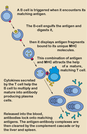 The action of B- and T-cells