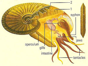labeled diagram of an ammonite