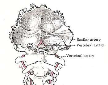 basilar artery