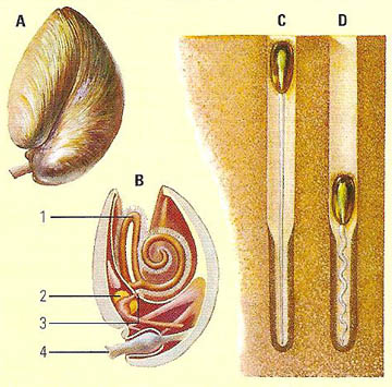 brachiopod anatomys