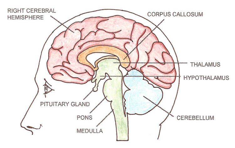brain mid-sagittal view