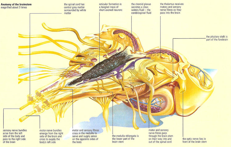 anatomy of the brainstem