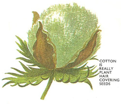 cotton plant head