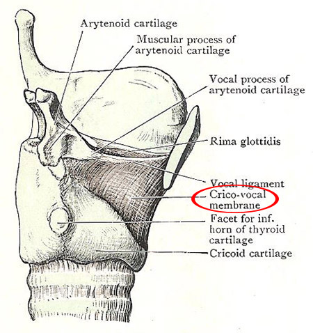 Larynx, side view, showing cricovocal membrane