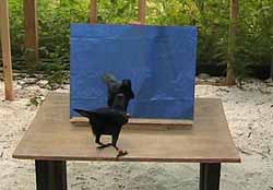 Crows seem to recognise food but not themselves