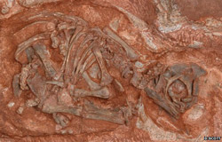 The sites included eggs and even embryonic skeletons of the prosauropods Massospondylus