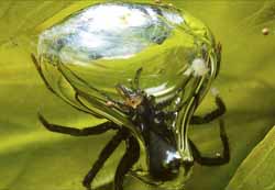diving bell spider