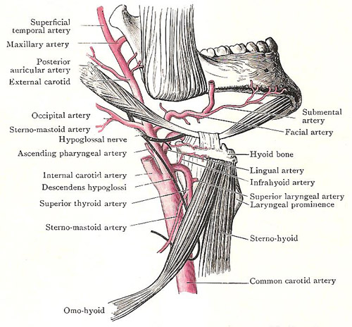 external carotid artery and its branches