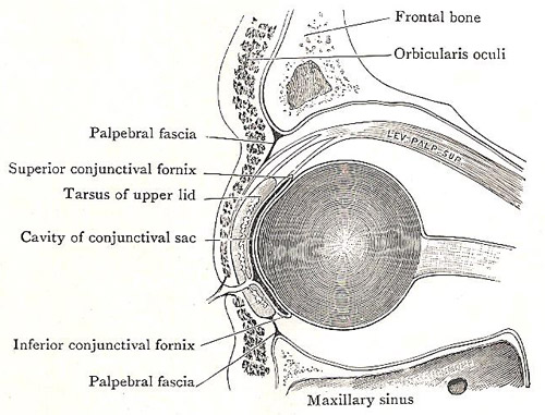 structure of the eyelid
